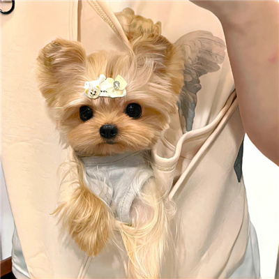 狗年超好看的动物头像(优选24张)