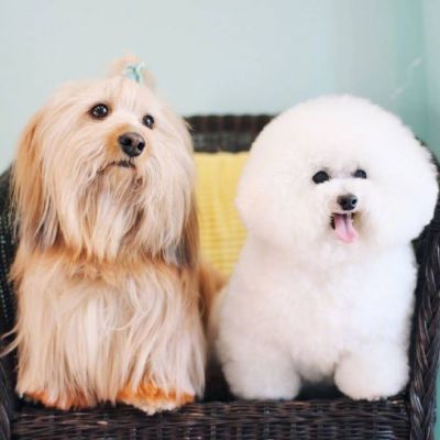 狗年超好看的动物头像(优选24张)