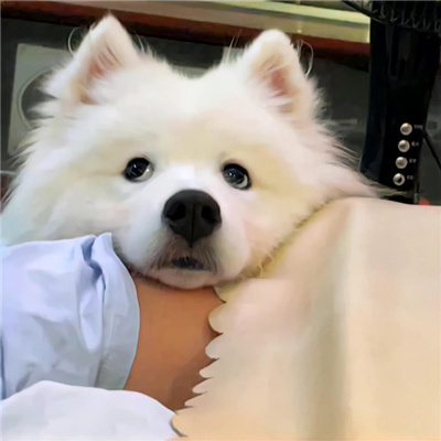 狗年超好看的动物头像(优选24张)