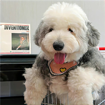 狗年超好看的动物头像(优选24张)