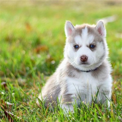 狗年超好看的动物头像(优选24张)