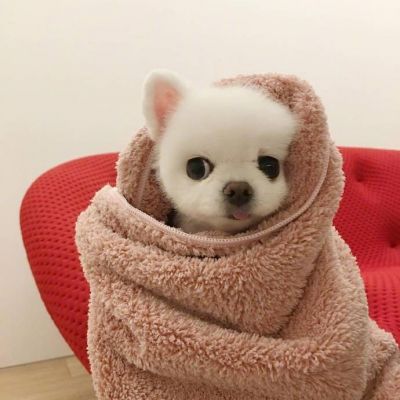 狗年超好看的动物头像(优选24张)