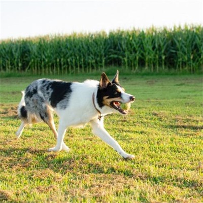 狗年超好看的动物头像(优选24张)