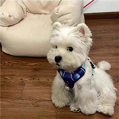 狗年超好看的动物头像(优选24张)