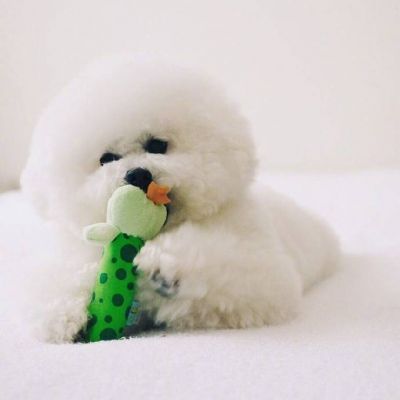 狗年超好看的动物头像(优选24张)