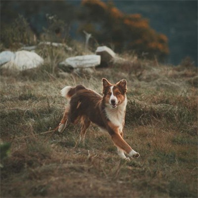 狗年超好看的动物头像(优选24张)