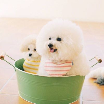 狗年超好看的动物头像(优选24张)