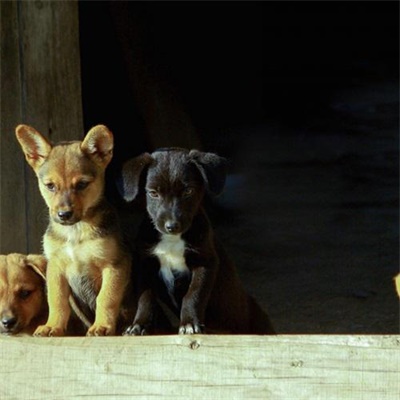 狗年超好看的动物头像(优选24张)