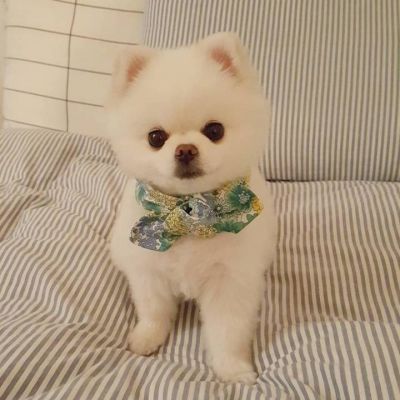 狗年超好看的动物头像(优选24张)