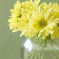 微信头像图片大全花朵唯美图片精选(共24张)