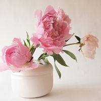 微信头像图片大全花朵唯美图片精选(共24张)