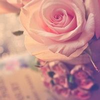 微信头像图片大全花朵唯美图片精选(共24张)