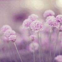 微信头像图片大全花朵唯美图片精选(共24张)