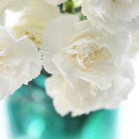 微信头像图片大全花朵唯美图片精选(共24张)