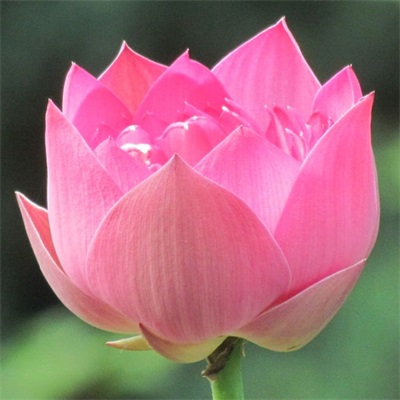 适合做头像的花朵图片(共13张)