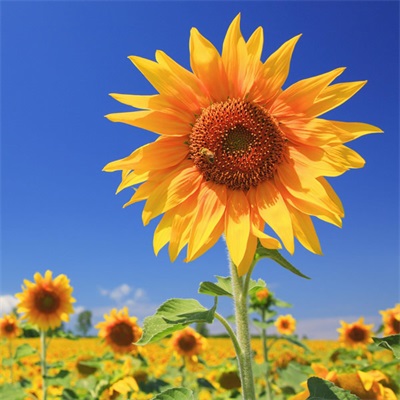 适合做头像的花朵图片(共13张)