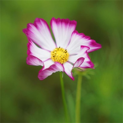 适合做头像的花朵图片(共13张)