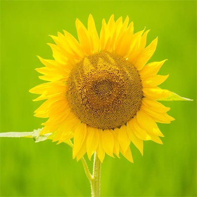 适合做头像的花朵图片(共13张)