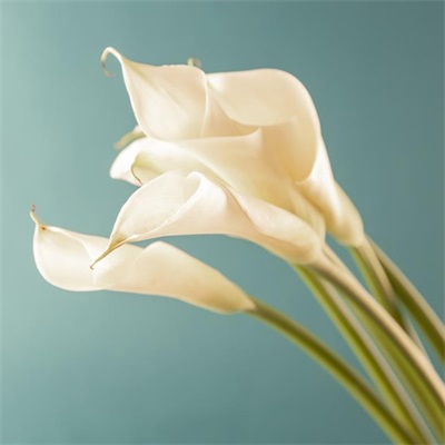 适合做头像的花朵图片(共13张)