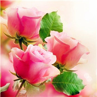 适合做头像的花好看的花朵图片(24张)