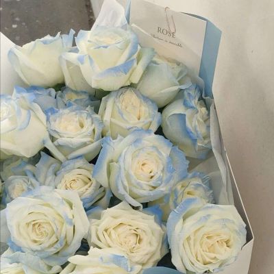 适合做头像的花好看的花朵图片(24张)