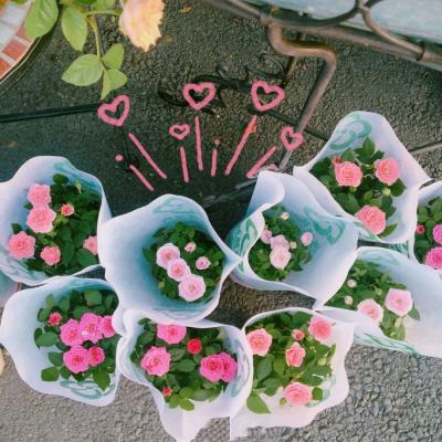 适合做头像的花好看的花朵图片(24张)