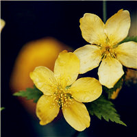 适合做头像的花好看的花朵图片(24张)