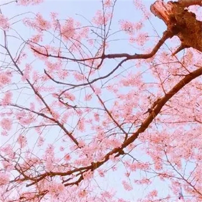 最好看最流行的微信头像(22张)