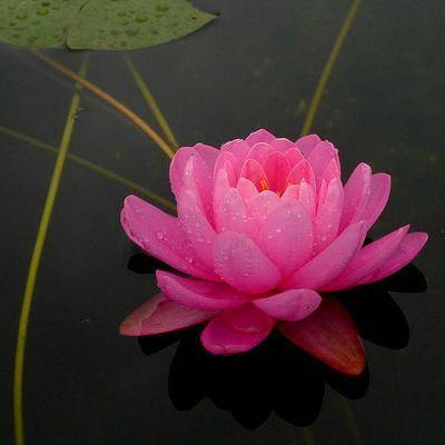 给你带来好运的微信头像(精选24张)