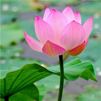 给你带来好运的微信头像(精选24张)