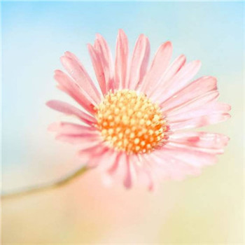 给你带来好运的微信头像(精选24张)