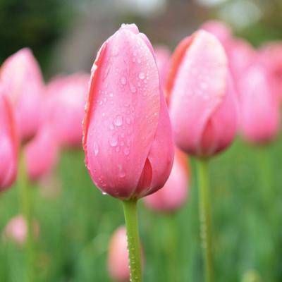 给你带来好运的微信头像(精选24张)