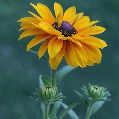 适合好运连连的头像(优选22张)