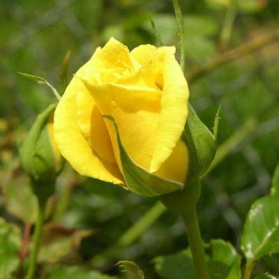 适合好运连连的头像(优选22张)