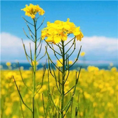 2023年幸运头像图片(24张)