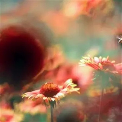 2023年幸运头像图片(24张)