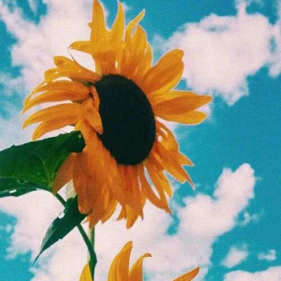 好看的微信头像向日葵图片唯美(18张)