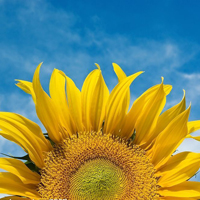 好看的微信头像向日葵图片唯美(18张)