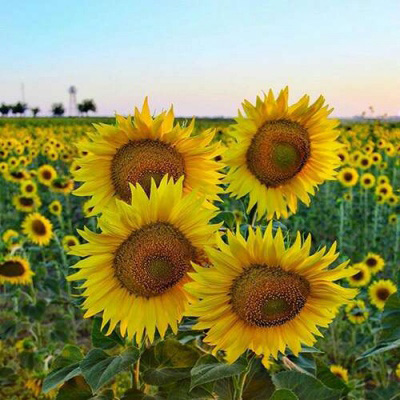 好看的微信头像向日葵图片唯美(18张)