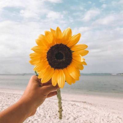 好看的微信头像向日葵图片唯美(18张)