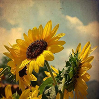 好看的微信头像向日葵图片唯美(18张)