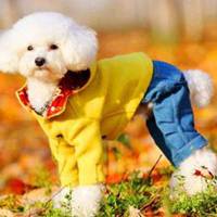 最近特别火的穿衣服狗头像(精选16张)