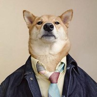 最近特别火的穿衣服狗头像(精选16张)