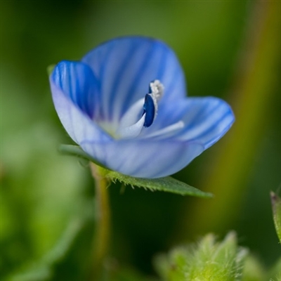 勿忘我花头像图片大全(16张)