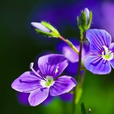 勿忘我花头像图片大全(16张)