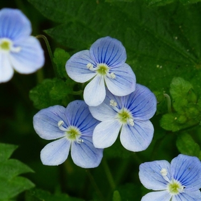 勿忘我花头像图片大全(16张)