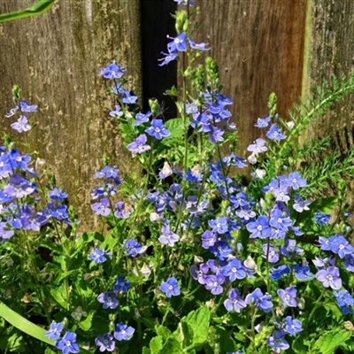勿忘我花头像图片大全(16张)