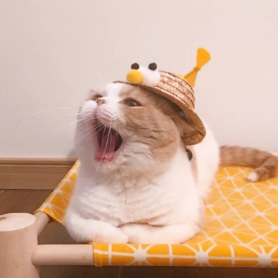 超级呆萌猫咪头像图片(精选24张)