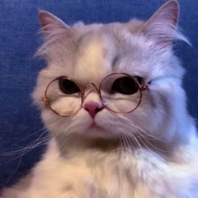 超级呆萌猫咪头像图片(精选24张)