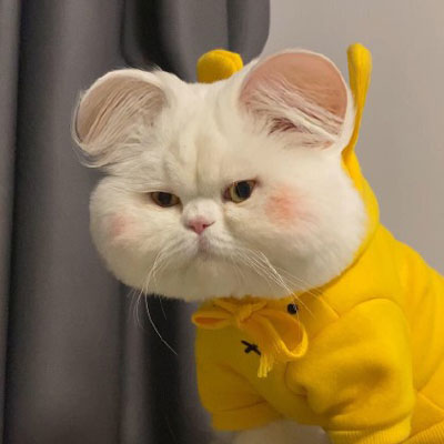 超级呆萌猫咪头像图片(精选24张)